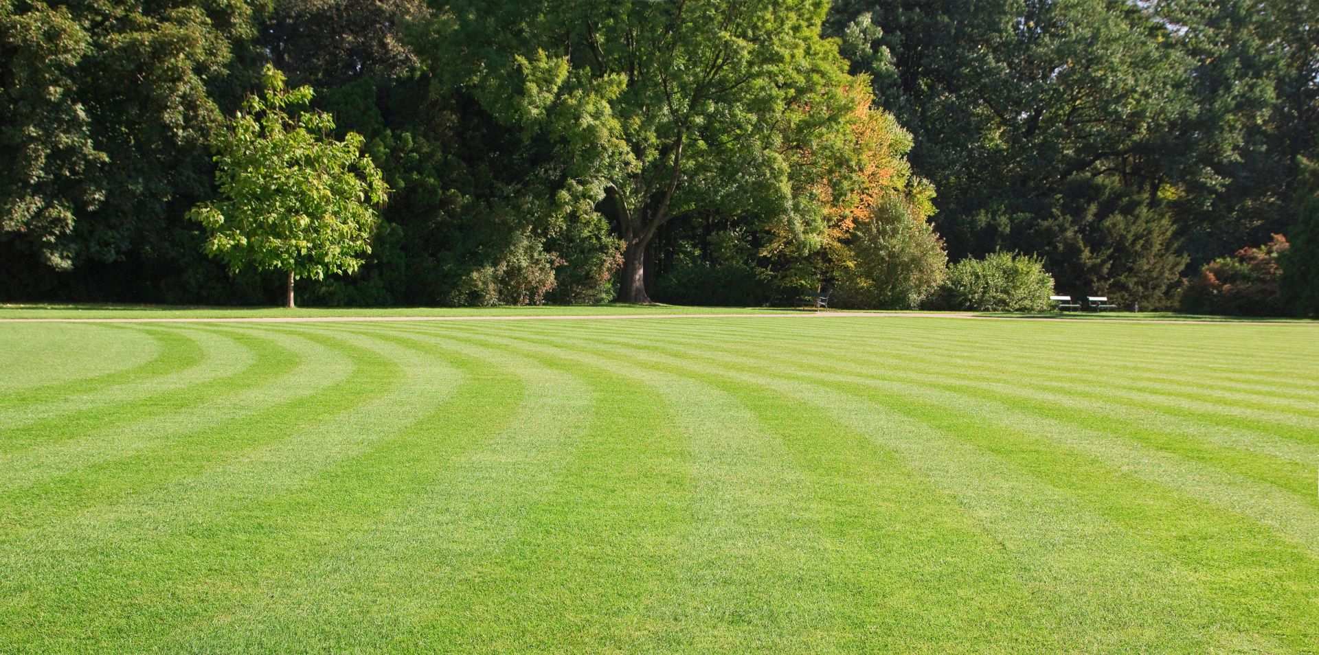 green, striped lawn in the park